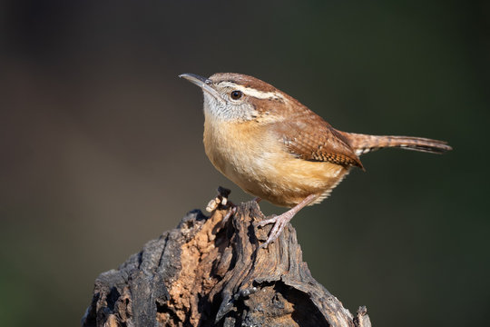 Carolina Wren on Stump