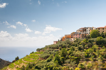 Fototapeta na wymiar Vineyard along the Italian riviera