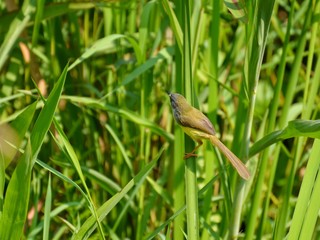 Yellow-billed Grass Warbler is abundant in suitable habitat. Especially along the tall grass in wetlands Shy Living for insects by ducking into the overgrown jungle.