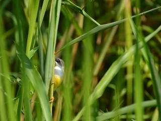 Yellow-billed Grass Warbler is abundant in suitable habitat. Especially along the tall grass in wetlands Shy Living for insects by ducking into the overgrown jungle.