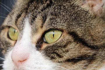 extreme close up of cats eyes