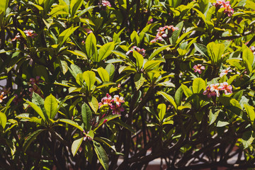 pink frangipani tree with plenty of flowers shot on a sunny summer day