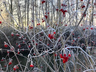 Rote Beeren / Früchte des Gewöhnlicher Schneeball mit Raureif überzogen, Winter
