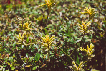 kangaroo paw plant with plenty of yellow flowers shot on a sunny summer day