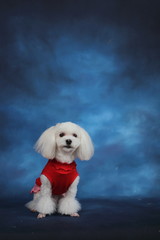 Happy puppies in a photo studio