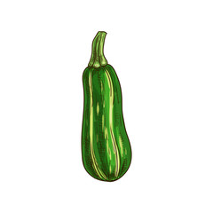 Green zucchini vegetable isolated sketch. Vector vegetarian food, striped squash or marrow with stem