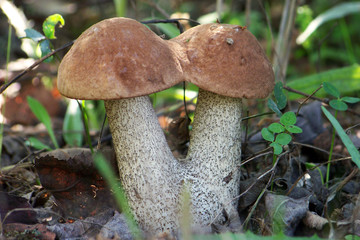 Picking mushrooms in the forest
