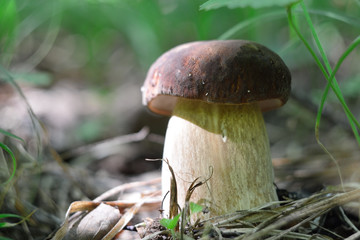 Picking mushrooms in the forest