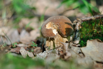Picking mushrooms in the forest
