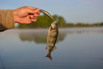 Summer fishing, perch fishing spinning reel on the lake