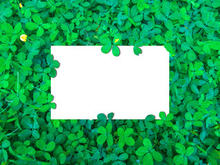 Flat lay of  flowers and leaves with paper card, Emty free space for design creative text. Nature concept, Top view of Green grass Pinto Peanut plants.