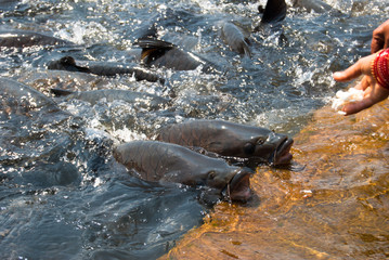 Obraz premium Pilgrims feed fish in the holy river Tunga . Sringeri, Karnataka , India .