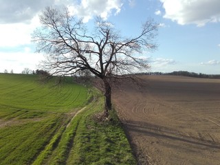 Tree And Fields In Spring