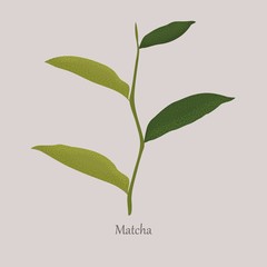 Green fresh leaves of a match plant on a gray background. Organic healthy leaves for tea. Stem grassy match plant and logo.