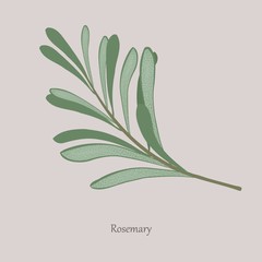 Sprig of fragrant rosemary on a gray background. Rosemary culinary herb, spices, medical plant. Fresh green rosemary leaves.
