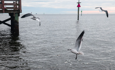 Seagulls swooping into water while hunting