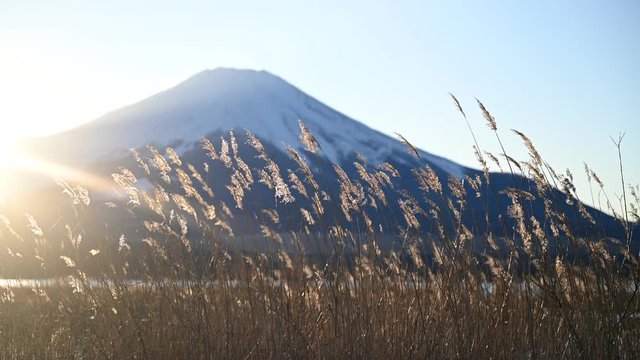 タイトルに使いやすい ススキと富士山のクローズアップ動画