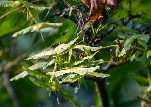Sycamore seeds on the tree