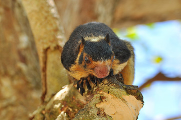 Giant Squirrel (Ratufa macroura), Sri Lanka