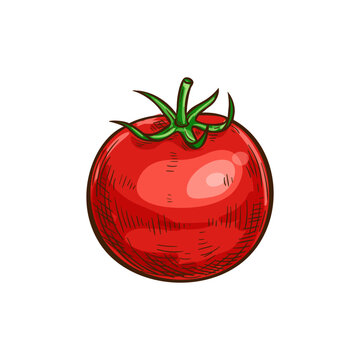 Tomato isolated sketch icon. Vector berry vegetable, cherry tomato with leaf