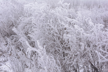 Beauty of nature in winter