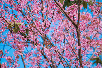 The queen tiger flower in Thailand Beautiful nature in winter