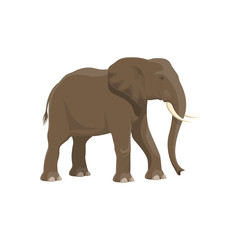 Elephant wild animal vector isolated icon. African safari zoo and savanna hunt trophy elephant