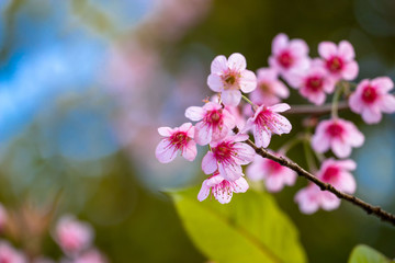 The queen tiger flower in Thailand Beautiful nature in winter