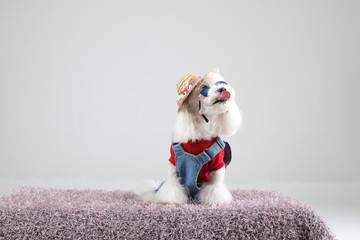 Happy puppies in a photo studio