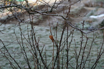 Feuille solitaire sur un arbre en hiver