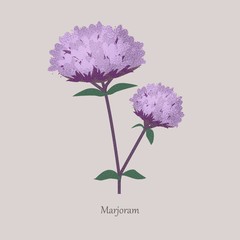 Perennial herb marjoram with purple bloom. Stem healthy fragrant plant with green leaves on a gray background.