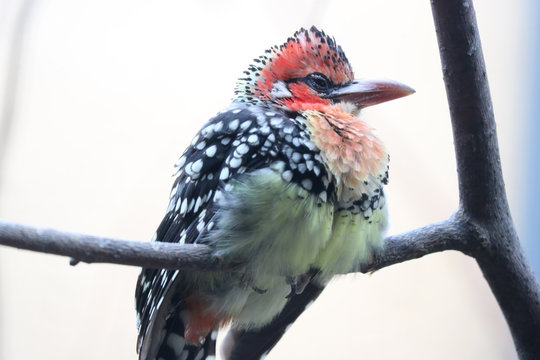 Red-and-yellow barbet trachyphonus erythrocephalus perching on a branch