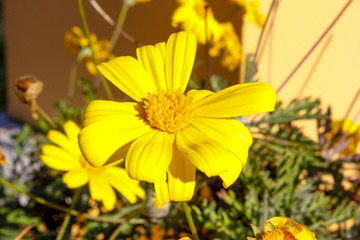 yellow flowers in garden