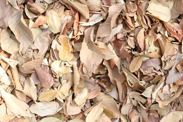 Dry leaves texture background, copy space.