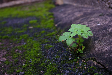 Tree seedling growing in concrete driveway