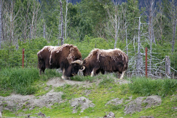 bull musk ox butting heads