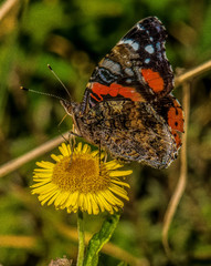 Red Admiral Butterfly (Feeding)
