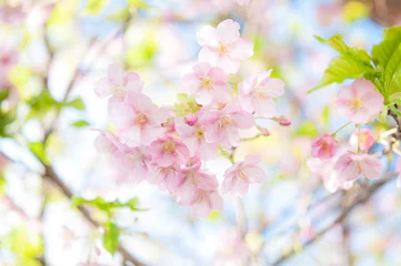 Tuinposter Kersenbloesems in volle bloei Kawazu kersenbloesems Kawazu kersenbloesems 2018_01s_00642 (DSC_7944_NEF_copy 1) © lemacpro