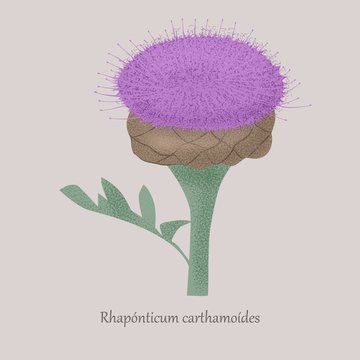 Maral root, rhaponticum carthamoides medicinal plant on a gray background. Herbaceous stem plant with purple bloom.