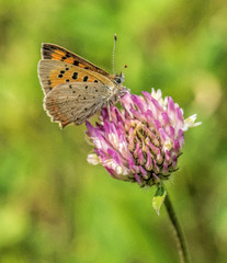 Small Copper Butterfly