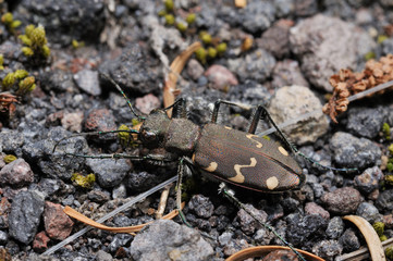 Tiger beetle
