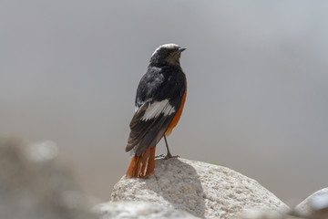 Guldenstadts Redstart seen near Tsokar lake  in summer months, Ladakh, India
