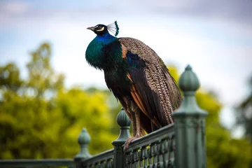 Fototapeten a beautiful peacock sitting on metal railing © wideeyes