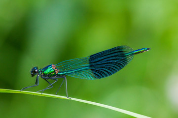 gebänderte Prachtlibelle Calopteryx splendens