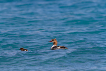 Goosander or Common Merganser with babies in Pangong lake  in summer months, Ladakh, India, Asia