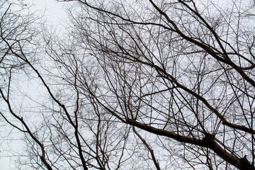 木のシルエット