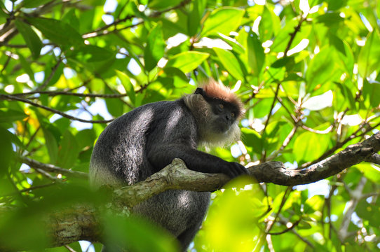 Monkey in nature habitat, Purple Faced Langur (Trachypithecus vetulus), Sri Lanka