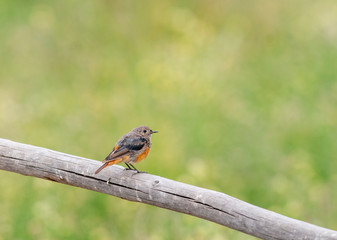 Black Redstart Female seen near Leh Town in summer months, Ladakh, India