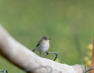 Mountain Chiffchaff seen near Leh Town in summer months, Ladakh, India, Asia