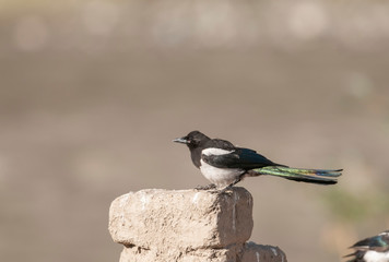 Eurasian Magpie seen near Leh Town in summer months, Ladakh, India